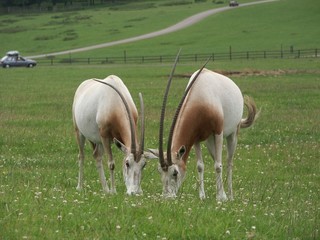 Fototapeta na wymiar Scimitar Horned Oryx