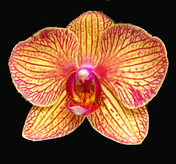 orchid