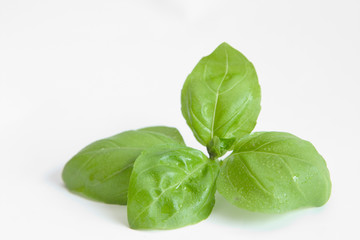 basil