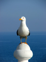 gaviota