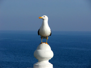gaviota