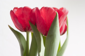 red tulips