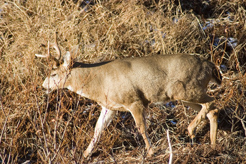 deer