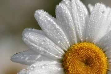 Tableaux ronds sur plexiglas Marguerites drenched daisy