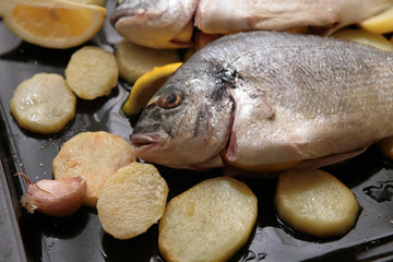 gilthead bream