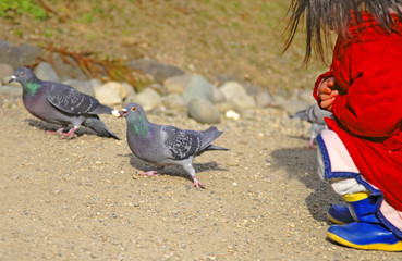 feeding pigeons