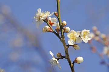 plum flowers