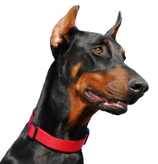 doberman detouré