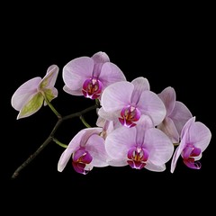 phalaneopsis ii