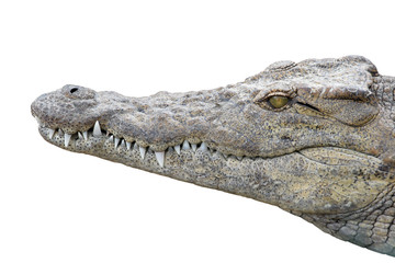 crocodile gueule fermée sur fond blanc