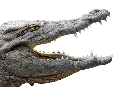crocodile gueule ouverte sur fond blanc