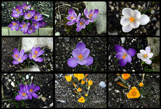 crocus fleurs printemps