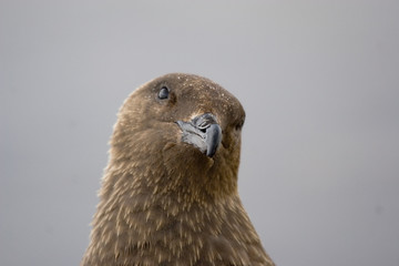 antarctic skua (catharacta antarctica) glare