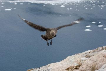 antarctic skua (catharacta antarctica)
