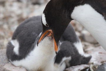 gentoo penguin mother feeding baby
