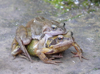 amphibean mating time