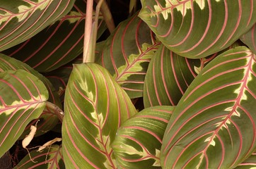 maranta