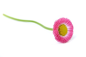 gänseblümchen © Christof Lippmann