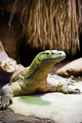 komodo dragon