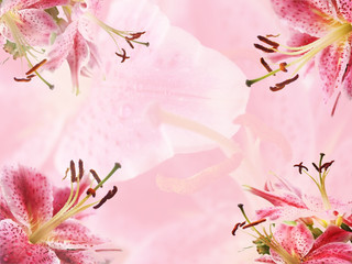 pink lily background