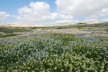 Poster Im Rahmen flowers in the negev desert © Gilgoul