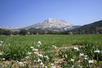 la sainte victoire au printemps