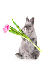 bunny holding a tulip