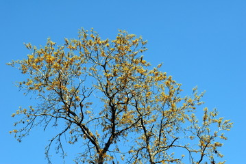 budding tree
