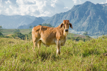  brown cattle grazing