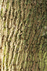 tree bark