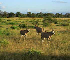 grant's gazelle