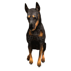 doberman - 10