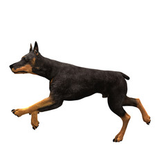 doberman - 06