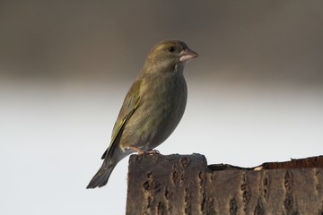 carduelis