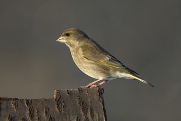 carduelis