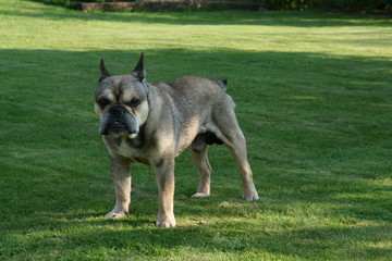 french bulldog