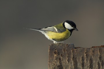 great tit