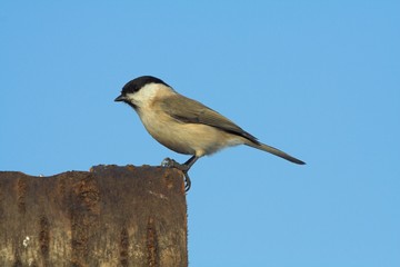 marsh tit