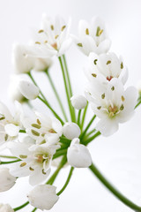 Naklejka na ściany i meble biały kwiat