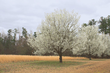 Fototapeta premium bradford pear trees