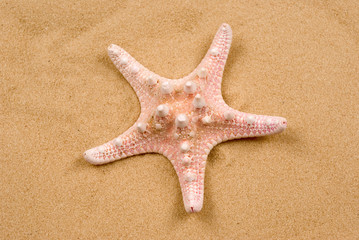 Fototapeta na wymiar starfish