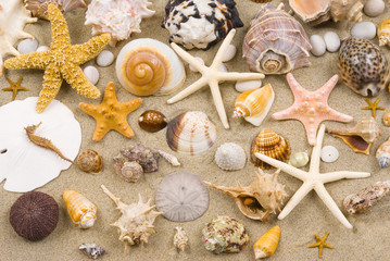 seashells © BVDC