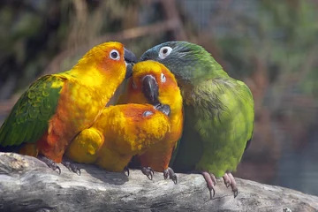 Crédence de cuisine en verre imprimé Perroquet group of sengal parrots