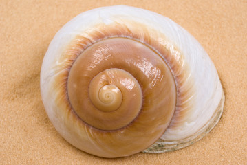 seashell