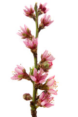 peach blossom
