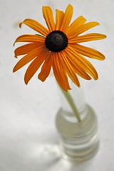 black eyed susan flower in a bud vase