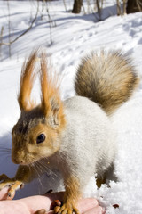 squirrel  on the snow gnawing nuts of siberian pine