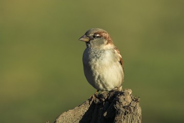 sparrow
