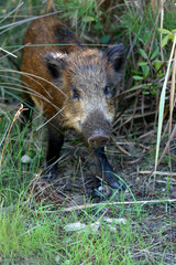 wild boar