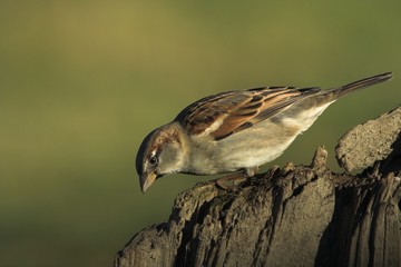 sparrow